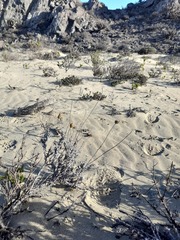 Plectocephalus gayanus