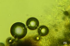 Peniophorella pubera