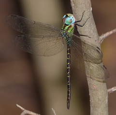Triacanthagyna caribbea