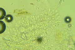 Peniophorella pubera