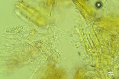 Peniophorella pubera