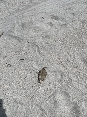 Chilomycterus schoepfii