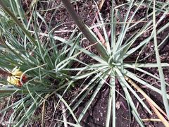 Kniphofia caulescens