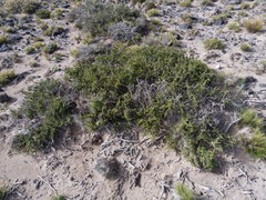Condalia megacarpa