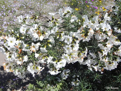 Cordia decandra