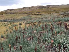 Kniphofia caulescens