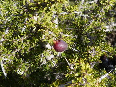 Condalia megacarpa