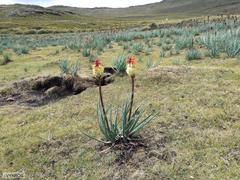 Kniphofia caulescens