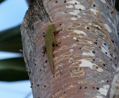 Phelsuma dubia