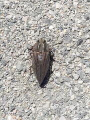 Ectinogonia gigantea