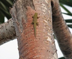 Phelsuma dubia