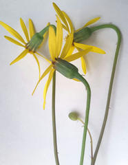 Senecio ruwenzoriensis