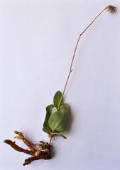 Senecio ruwenzoriensis