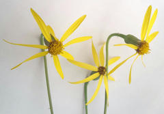 Senecio ruwenzoriensis
