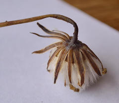 Senecio ruwenzoriensis