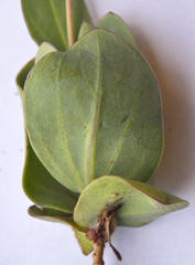 Senecio ruwenzoriensis