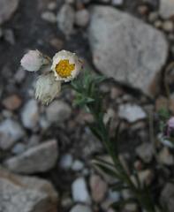 Achyranthemum affine