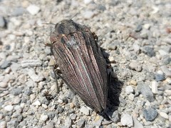 Ectinogonia gigantea