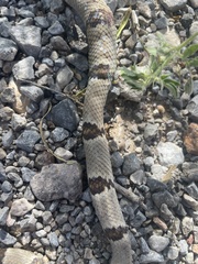 Trimorphodon vilkinsonii