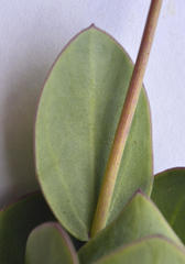 Senecio ruwenzoriensis