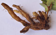 Senecio ruwenzoriensis