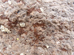 Acarospora altoandina