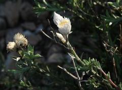 Achyranthemum affine