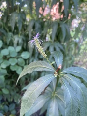 Veronicastrum