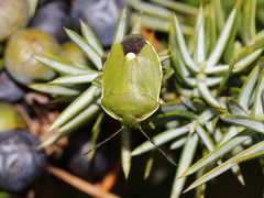 Chlorochroa juniperina