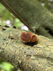 Phaeomarasmius