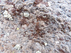 Acarospora altoandina