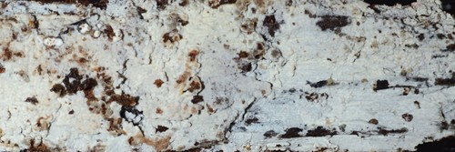 Representative image of Kneiffiella