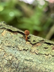 Phaeomarasmius