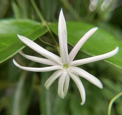 Jasminum nitidum