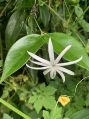 Jasminum nitidum