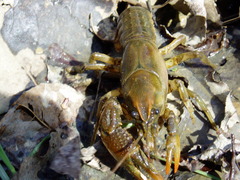 Lacunicambarus thomai