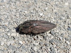 Ectinogonia gigantea