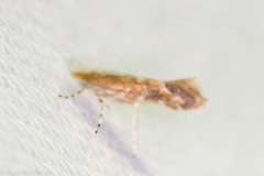 Cameraria quercivorella