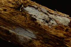 Kneiffiella curvispora