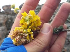 Aspalathus altissima