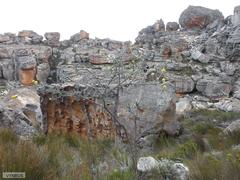 Aspalathus altissima