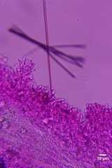 Kneiffiella curvispora
