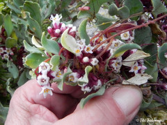 Cuscuta purpurata