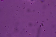 Kneiffiella curvispora