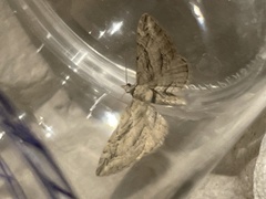 Eupithecia phoeniceata