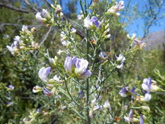 Psoralea verrucosa