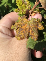 Cronartium ribicola