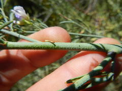 Psoralea verrucosa
