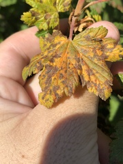 Cronartium ribicola
