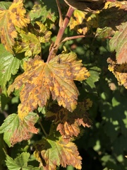 Cronartium ribicola